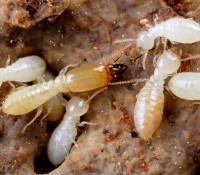 /album/shrinidhis-photogallery-micro-photography/termite-jpg/